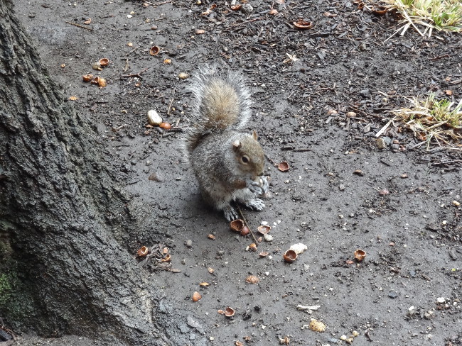 écureuil à Central Park