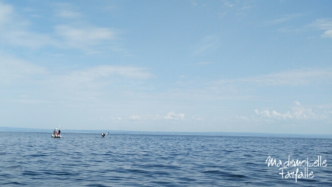 baleines fjord du saguenay