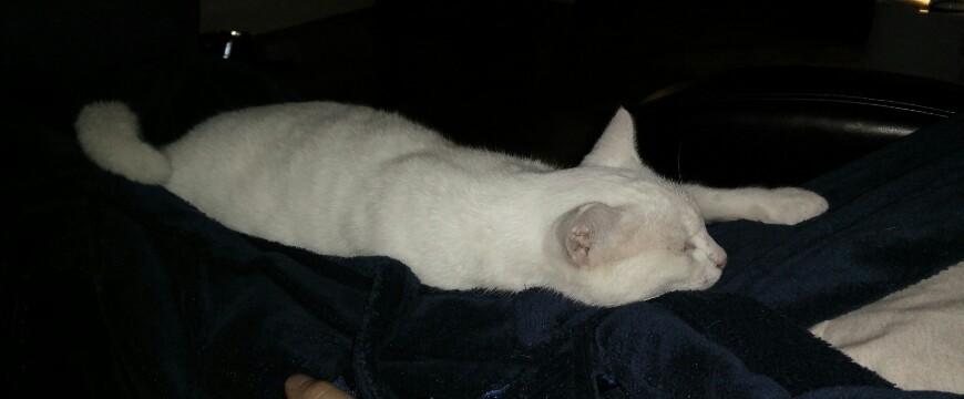 chat blanc qui dort