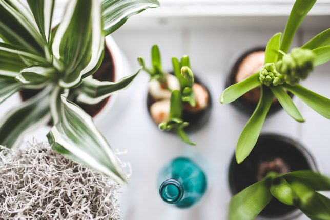 plantes vertes Instagram