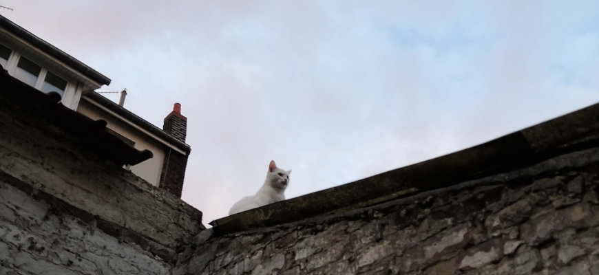 un chat sur le toit