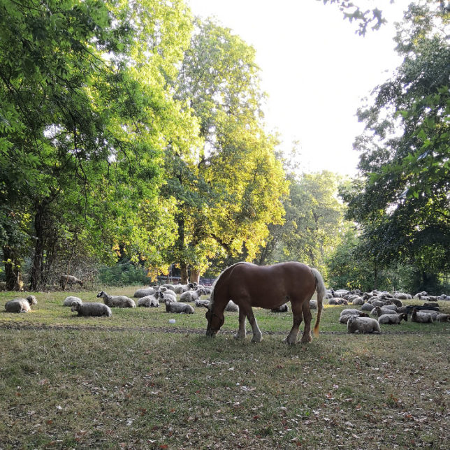 Cheval au Bois de Boulogne