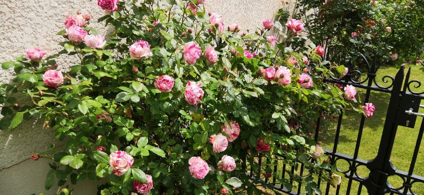 buisson de roses