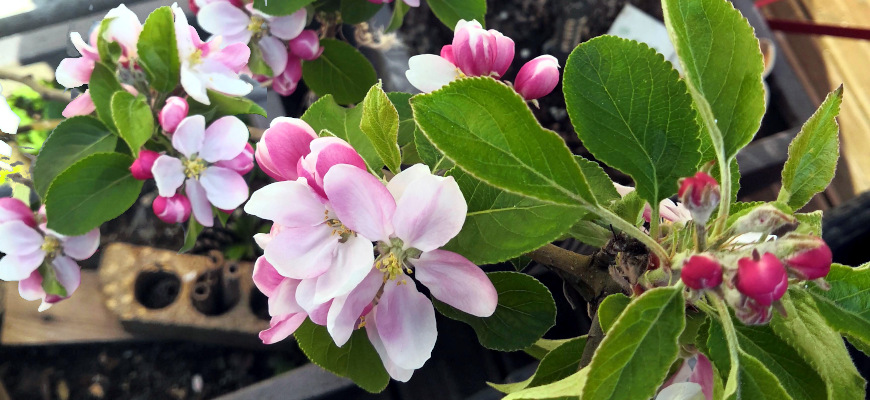 fleurs de pommier Lille
